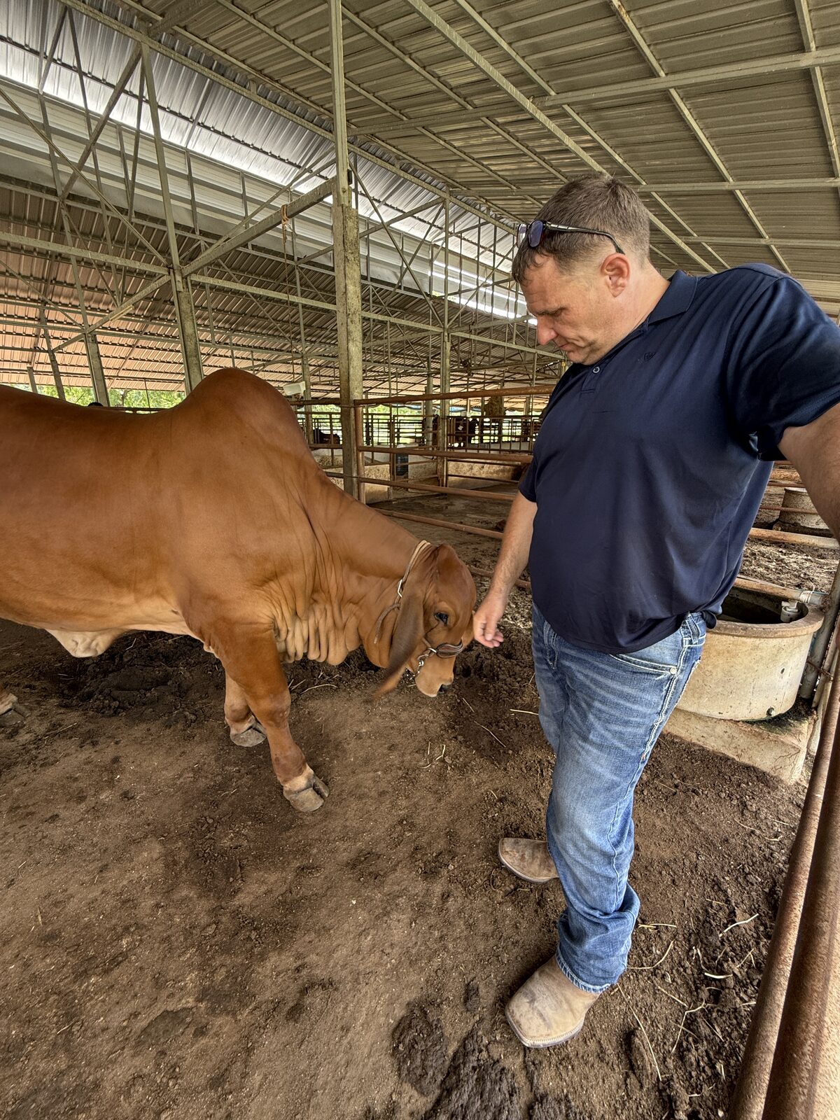A Brahman animal raised from imported genetics at a partner ranch in Thailand
