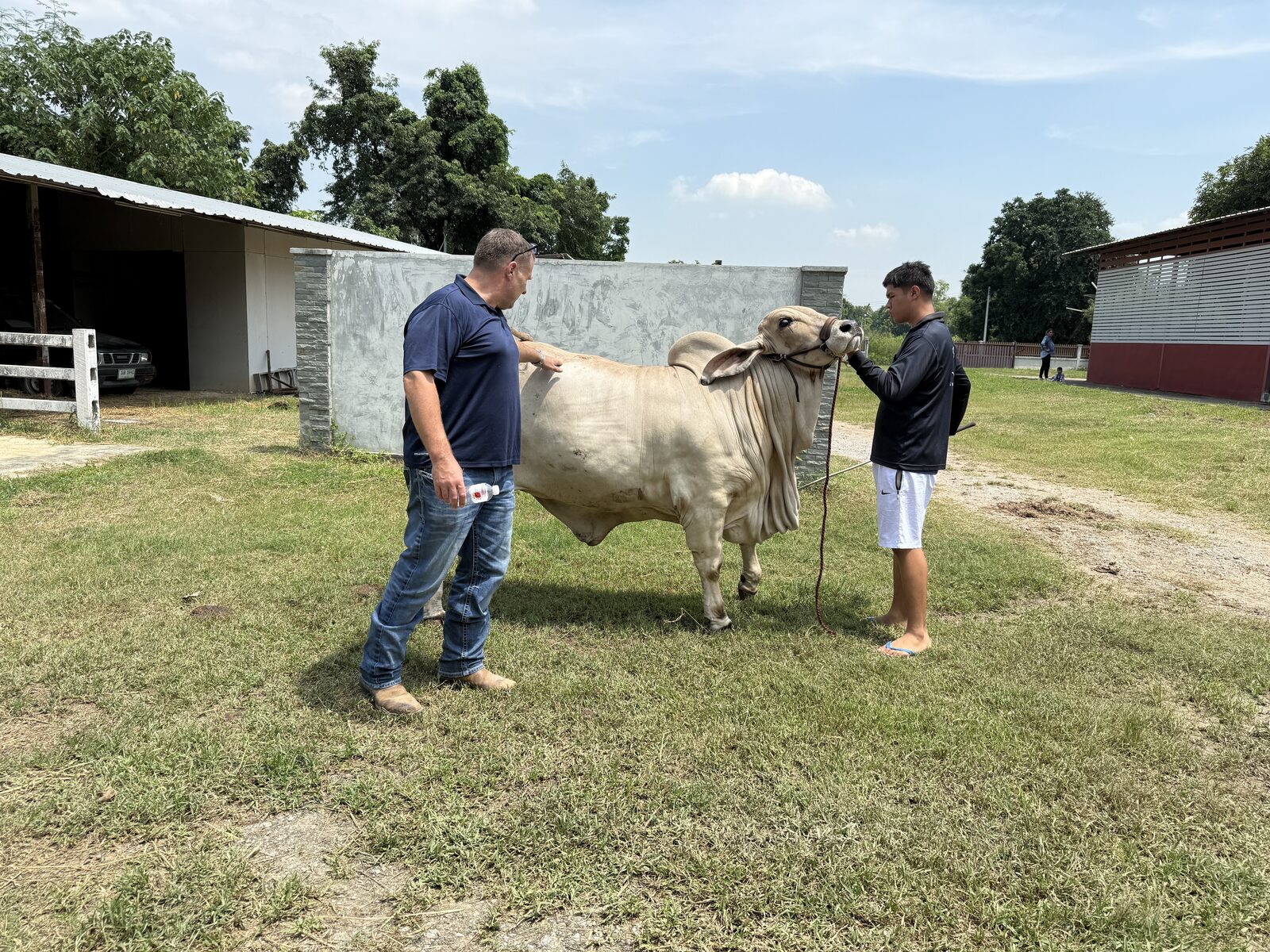 Ben Cunningham inspecting a Brahman bull at a partner ranch in Thailand