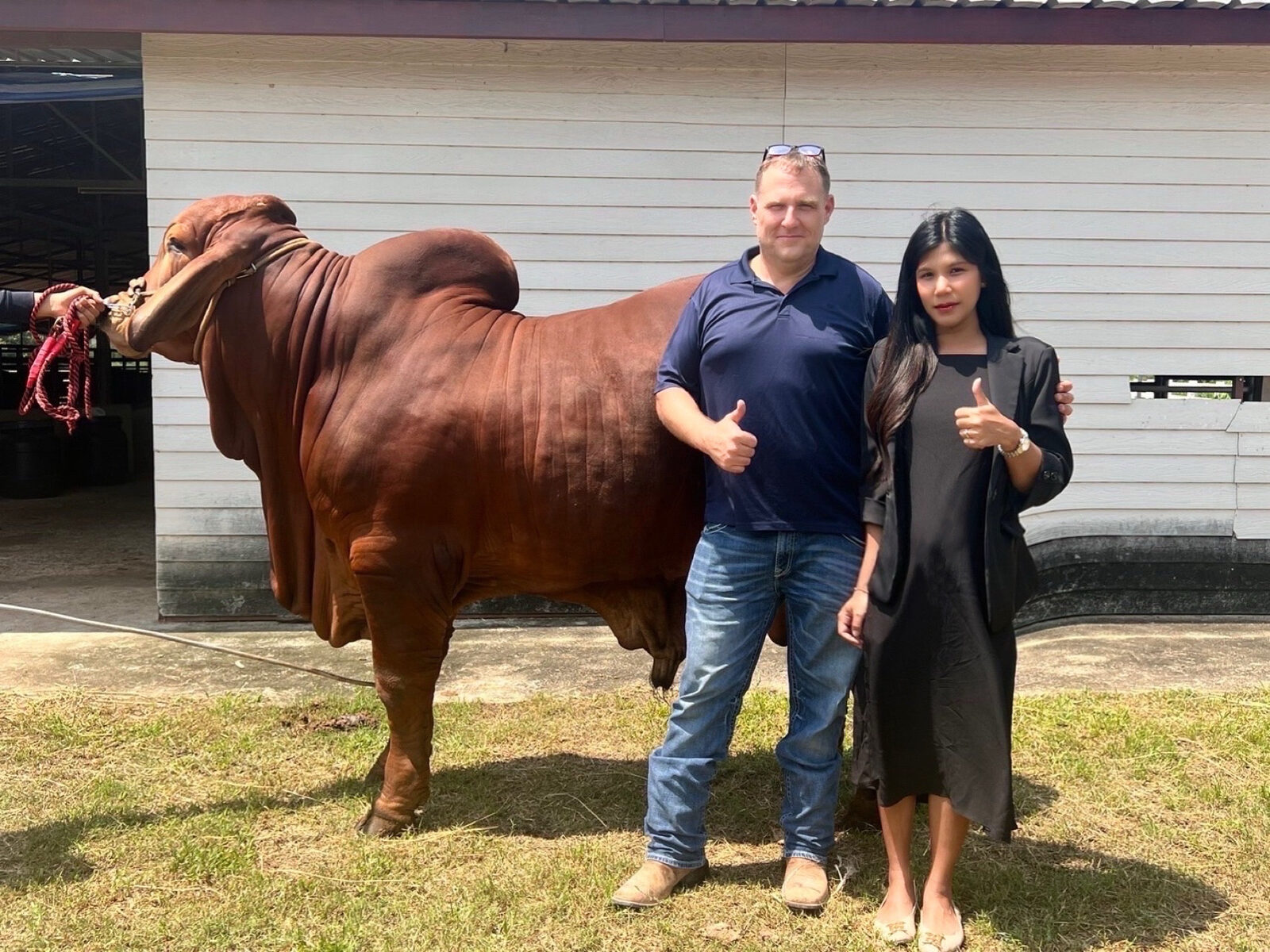 Ben and Ploy Cunningham with a Brahman bull from their genetics program
