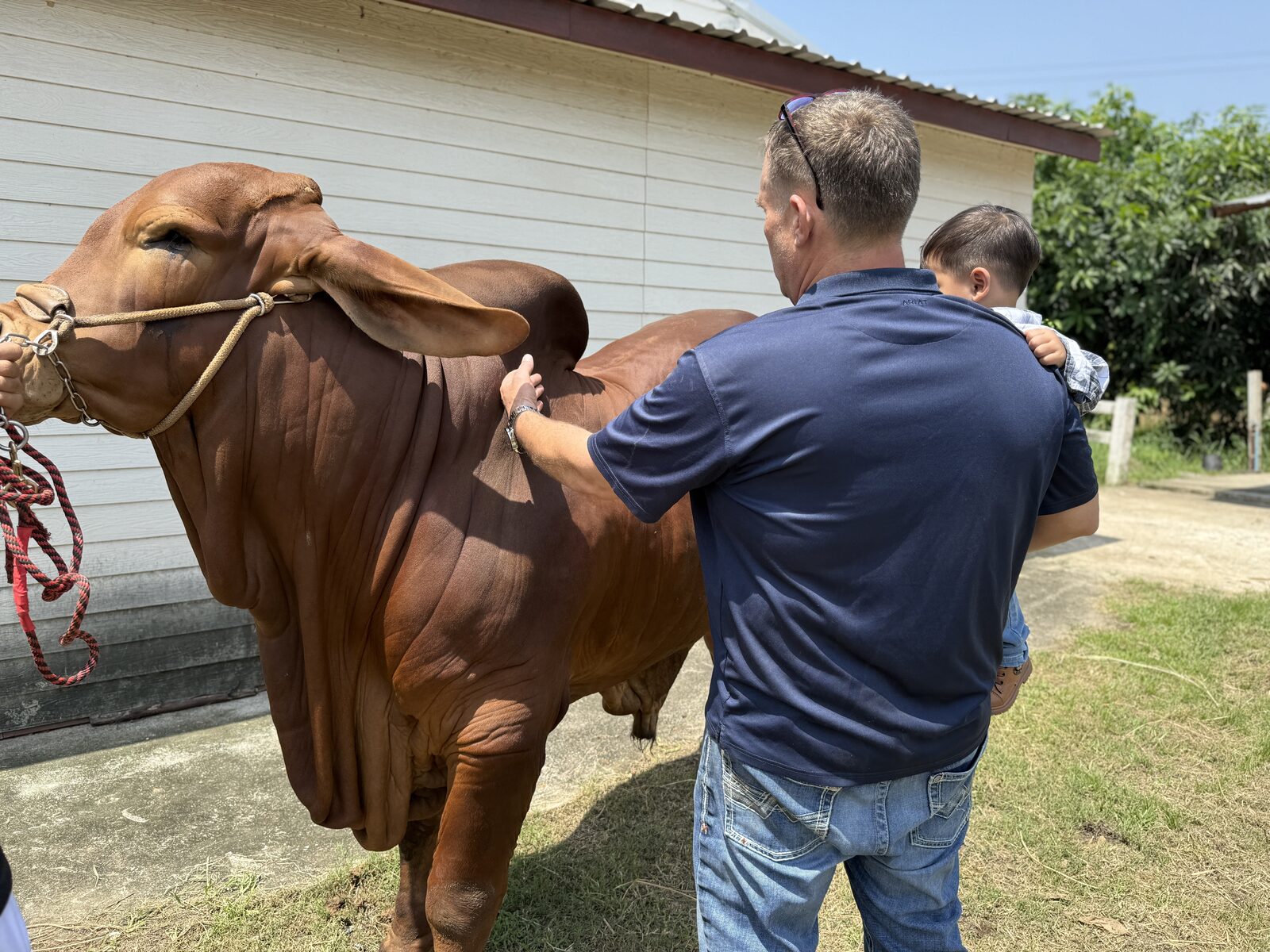 Ben Cunningham walking his son past a Brahman animal