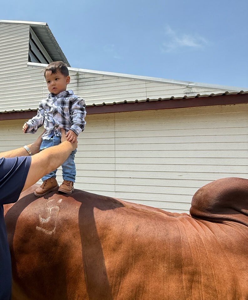 One of the Cunningham boys standing on the back of a Brahman cow