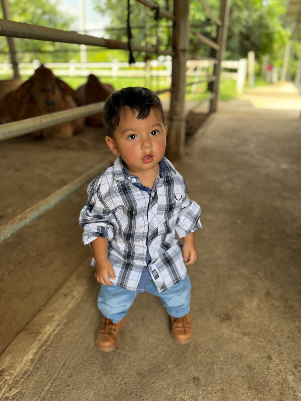 One of the Cunningham sons in a cattle barn aisle