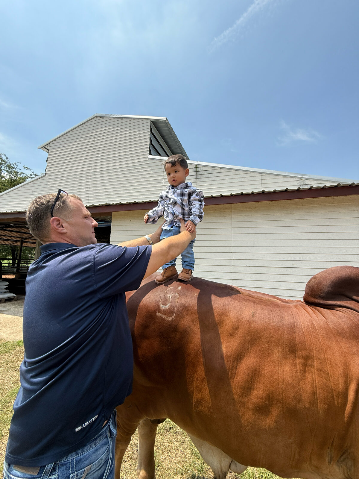 Ben Cunningham helping his son stand on the back of a Brahman animal