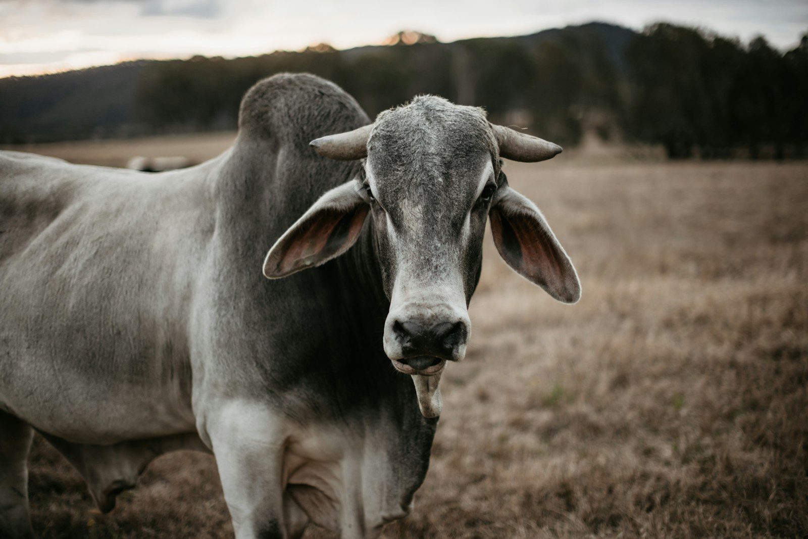 Brahman cattle in a pasture