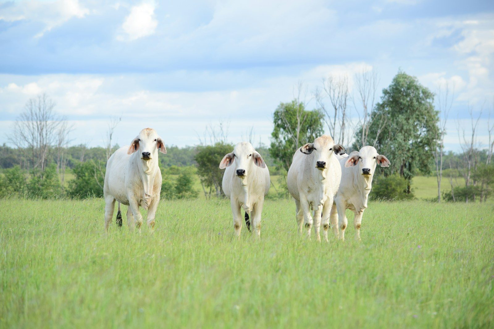 White Brahman cattle in a green pasture