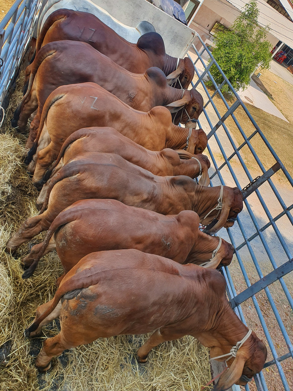 Red Brahman recipients at the feed bunk in Thailand