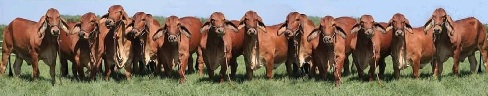 Red Brahman herd lined up at the Thai farm