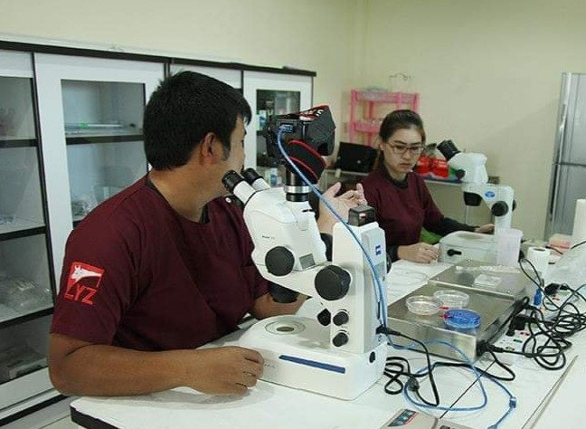 Technicians at microscopes in the IVF laboratory