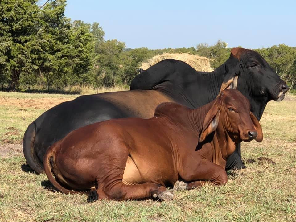 A red and a black Brahman resting