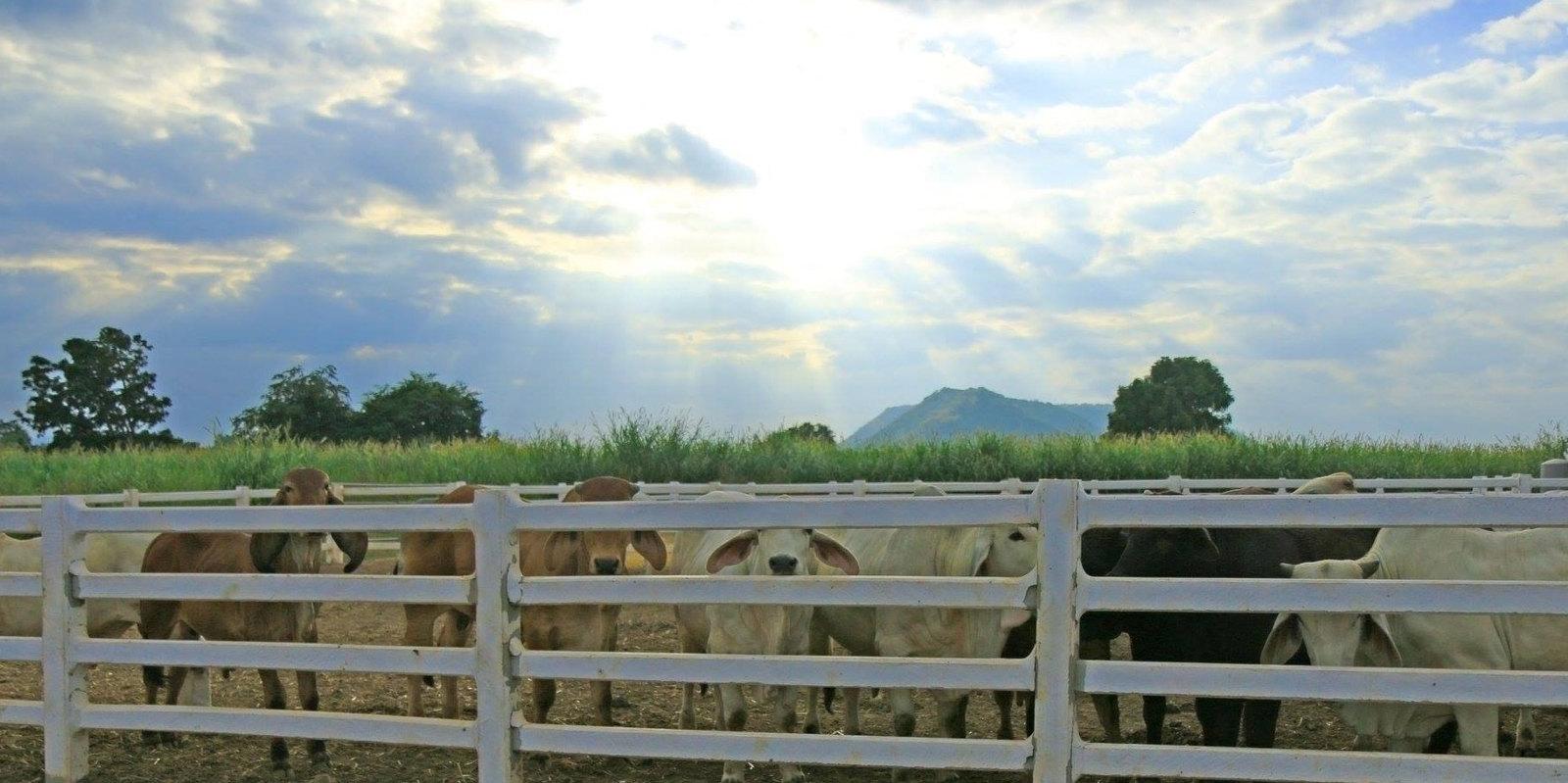 Cattle under a big Texas sky