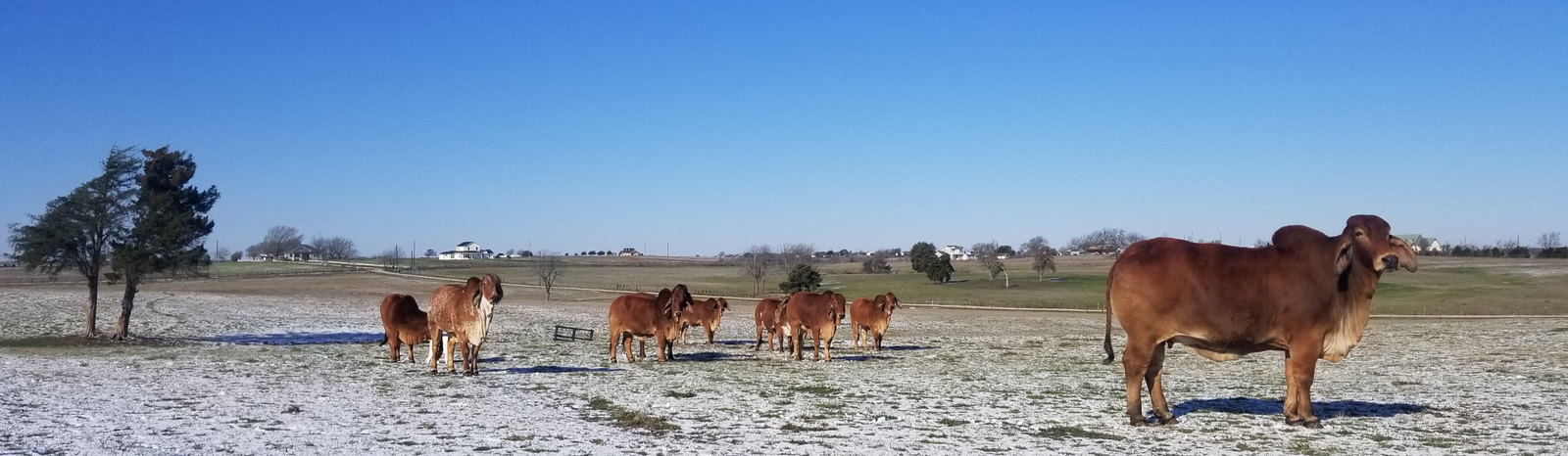 Red Brahmans in Texas snow