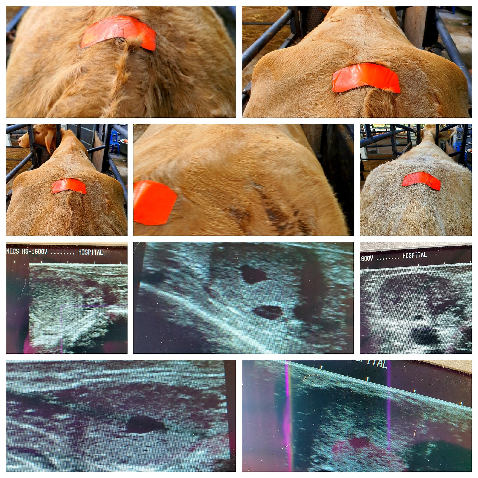 Ultrasound and ovum pick-up on a donor cow